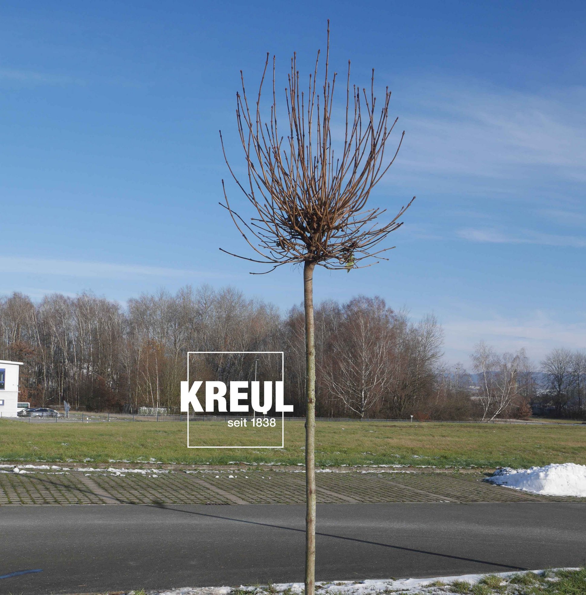 KREUL Bäume pflanzen Firmengelände KREUL Intern nachhaltig Verantwortung leben