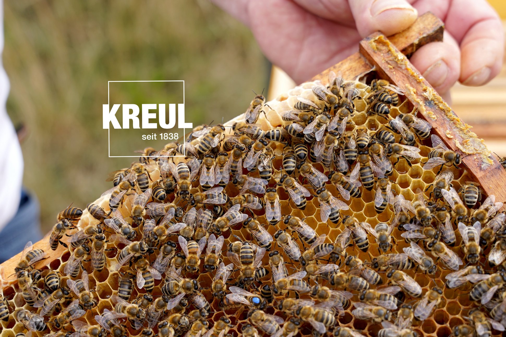 KREUL Bienen Nachhaltigkeits Projekt Wabe mit Bienen vom KREUL Bienenhaus Projekt