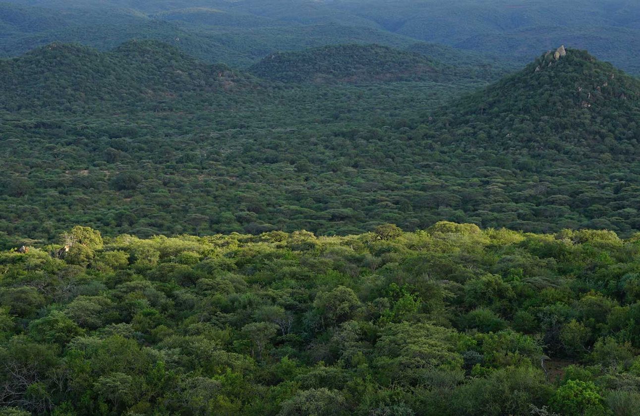 Aufforstung Wälder in Tansania KREUL Kompensations Projekt